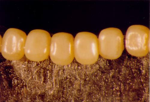 Chlenias seminigra