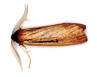Chlenias seminigra