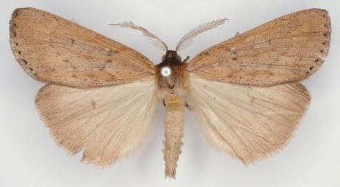 Chlenias seminigra