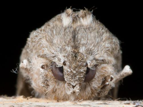 Capusa senilis