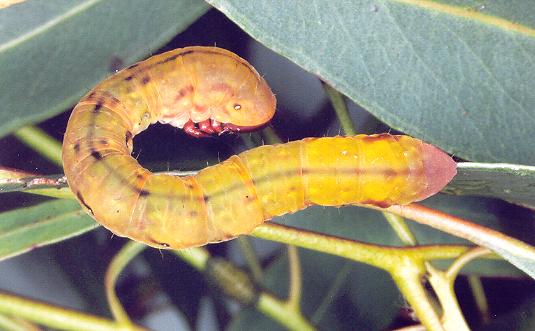 Capusa senilis
