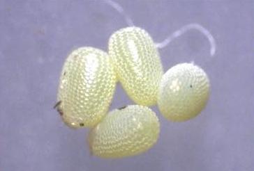 Dysbatus singularis
