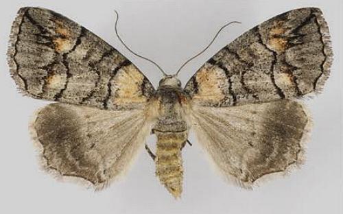 Dysbatus singularis