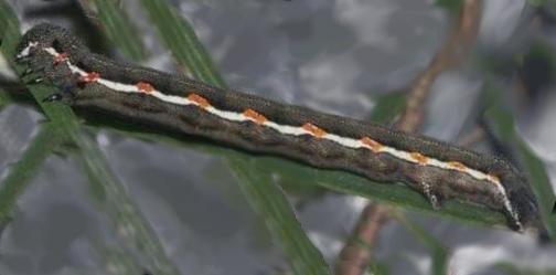 Chlenias stenosticha