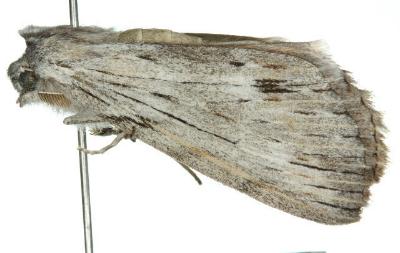 Chlenias stenosticha