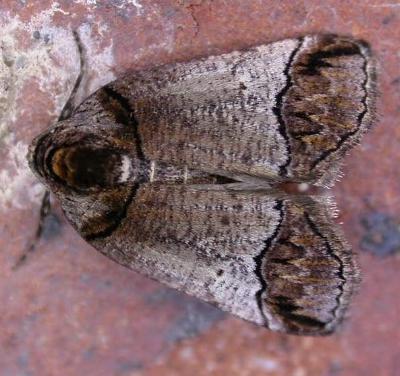 Drymoptila temenitis