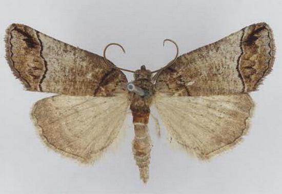 Drymoptila temenitis
