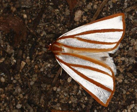 Thalaina tetraclada