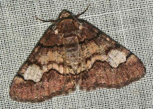 Cryphaea xylina