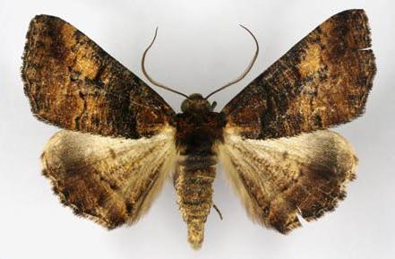 Gastrinopa xylistis