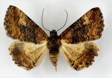 Gastrinopa xylistis