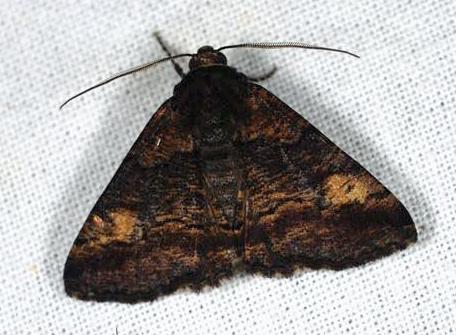Gastrinopa xylistis