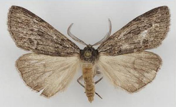 Chlenias zonaea