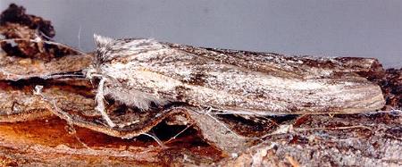 Chlenias zonaea