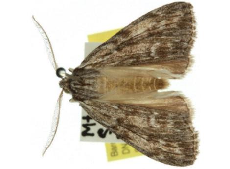 Chlenias zonaea