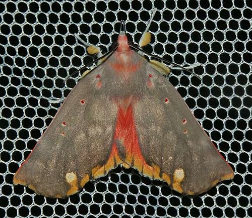 Hypsidia robinsoni