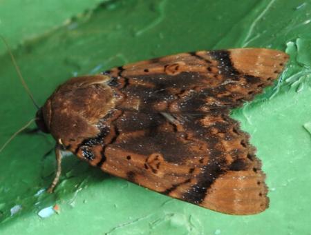 Arcte coerula