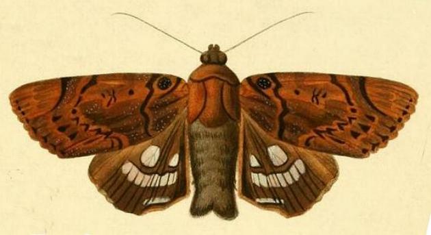 Arcte coerula