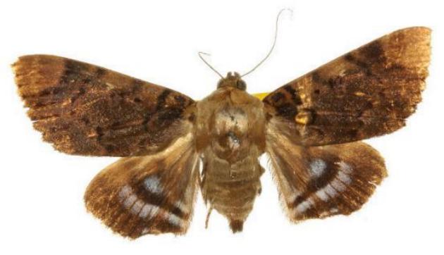 Arcte coerula