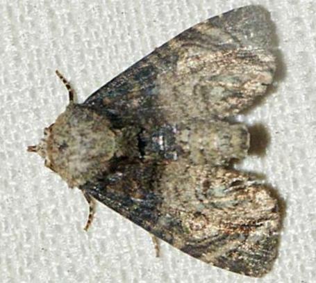 Ochrothripa leptochroma