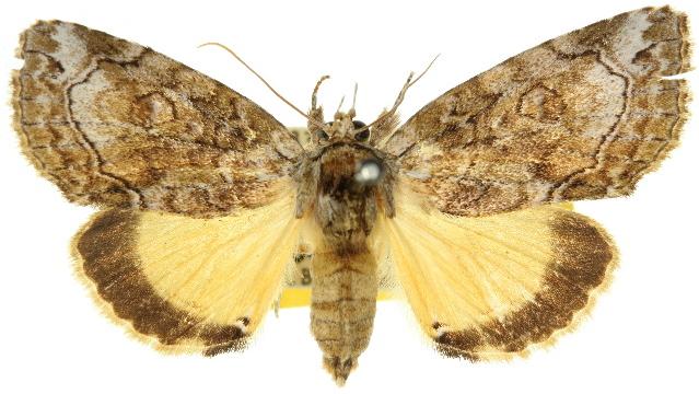 Ochrothripa leptochroma