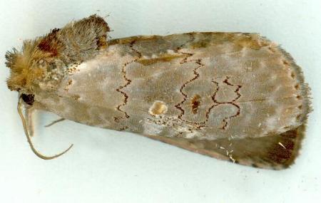 Ochthophora sericina