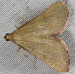 Endotricha ignealis