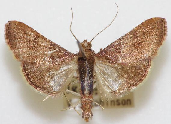 Endotricha ignealis
