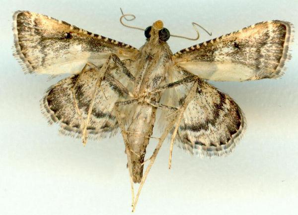 Endotricha puncticostalis