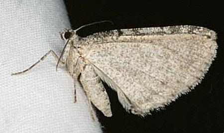 Psilosticha absorpta