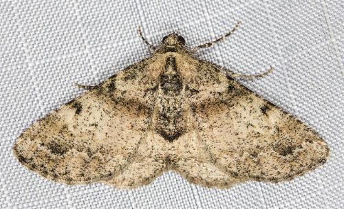 Syneora adelphodes