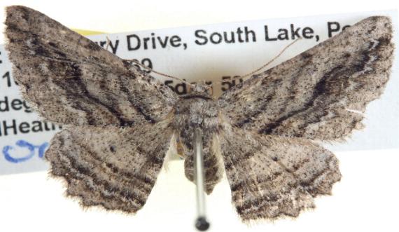 Syneora adelphodes