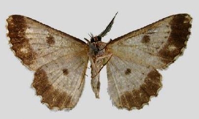 Thallogama aellographa