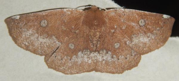 Idiodes albisignis