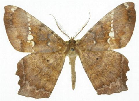 Amblychia angeronaria