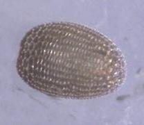 Gastrinodes argoplaca