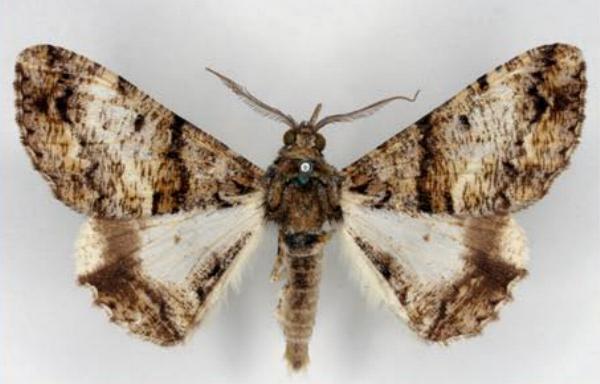 Gastrinodes argoplaca