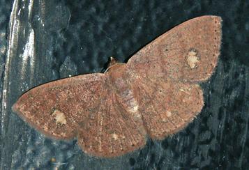 Casbia calliorma