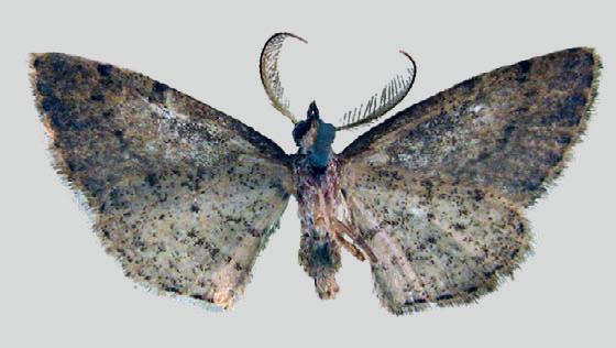 Hypomecis catephes