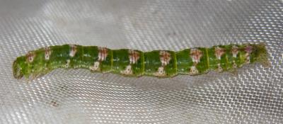 Casbia celidosema