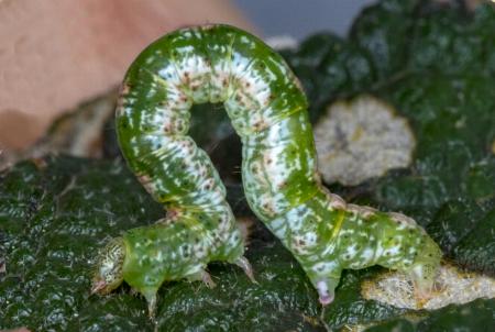 Casbia celidosema