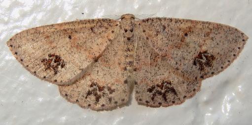 Casbia celidosema
