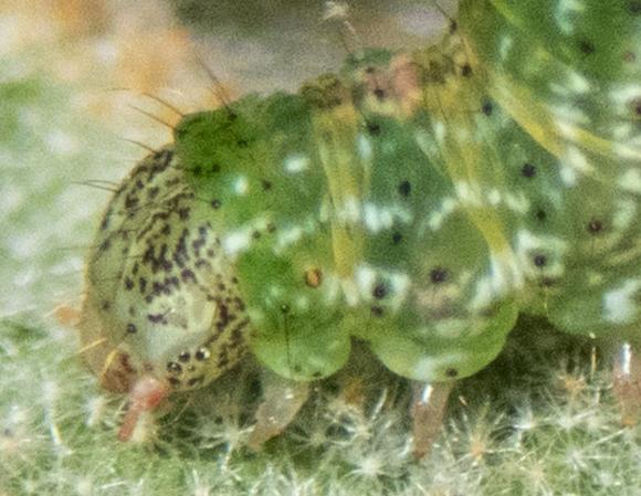 Casbia celidosema