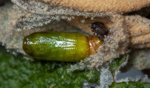 Casbia celidosema