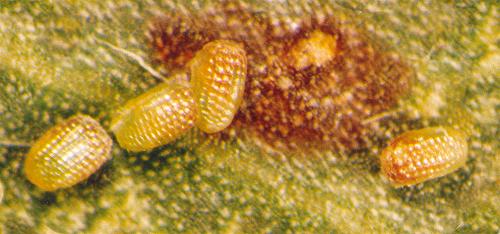 Phelotis cognata