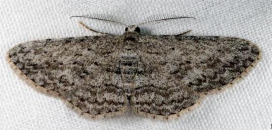 Phelotis cognata