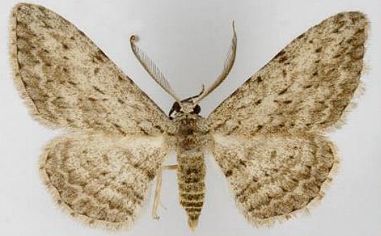 Phelotis cognata