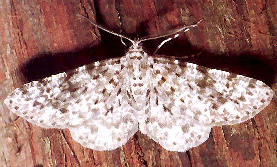 Thallogama corticola