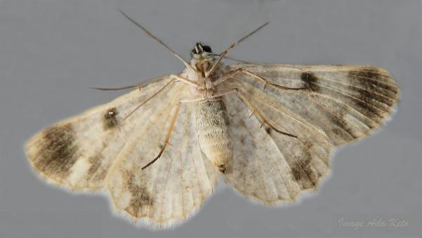 Thallogama corticola