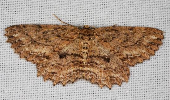 Ectropis despicata